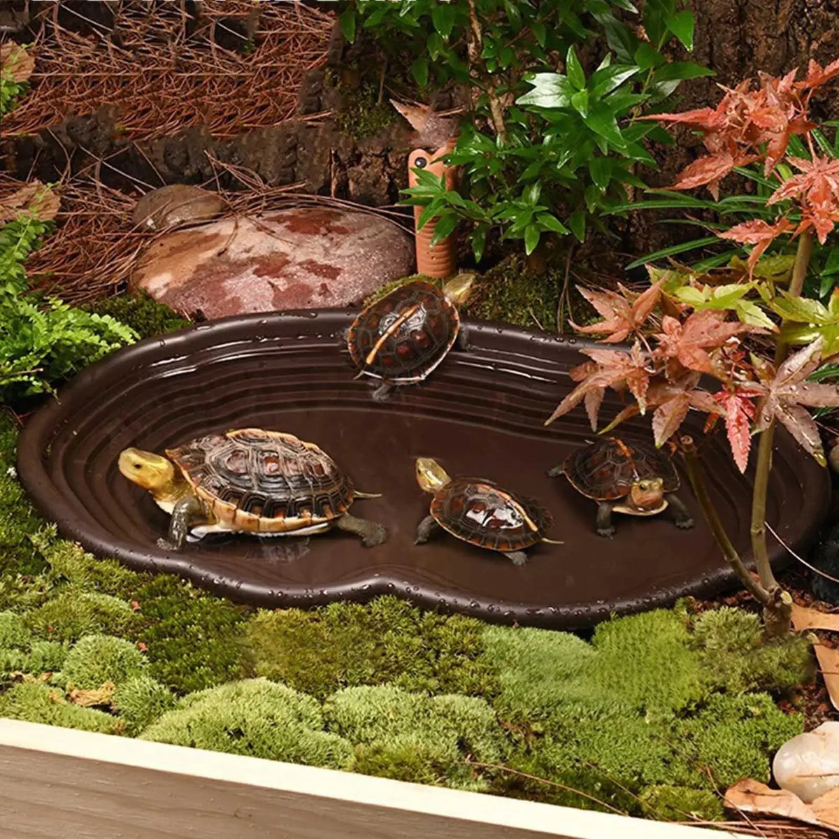 Reptile Bathing Pool Amphibians Accessories - MyPetDollar.com