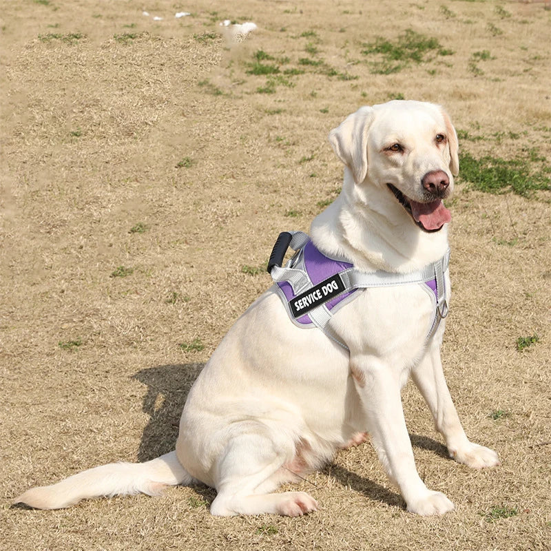 Personalized Name Dog Harness Service Dog - MyPetDollar.com