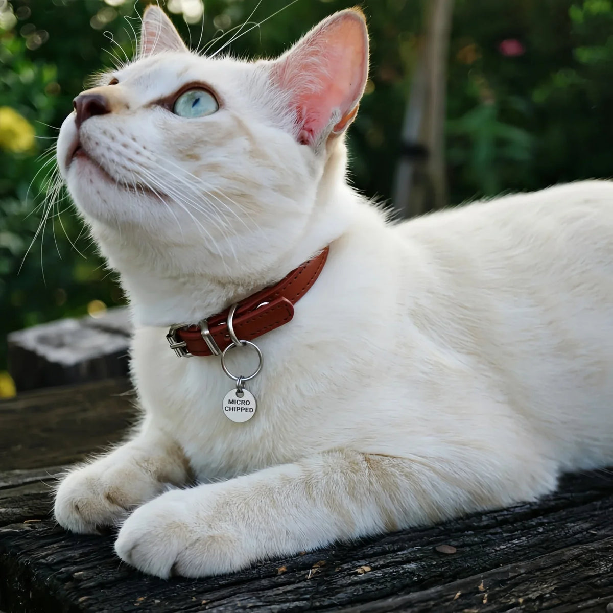 Custom Engraved Pet ID Tag - 12mm Tiny - MyPetDollar.com