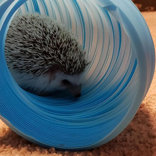 Hamster Play Tunnel Retractable Play Tunnel - MyPetDollar.com