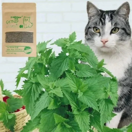 New Organic 100% Natural Cat Catnip Cattle - MyPetDollar.com