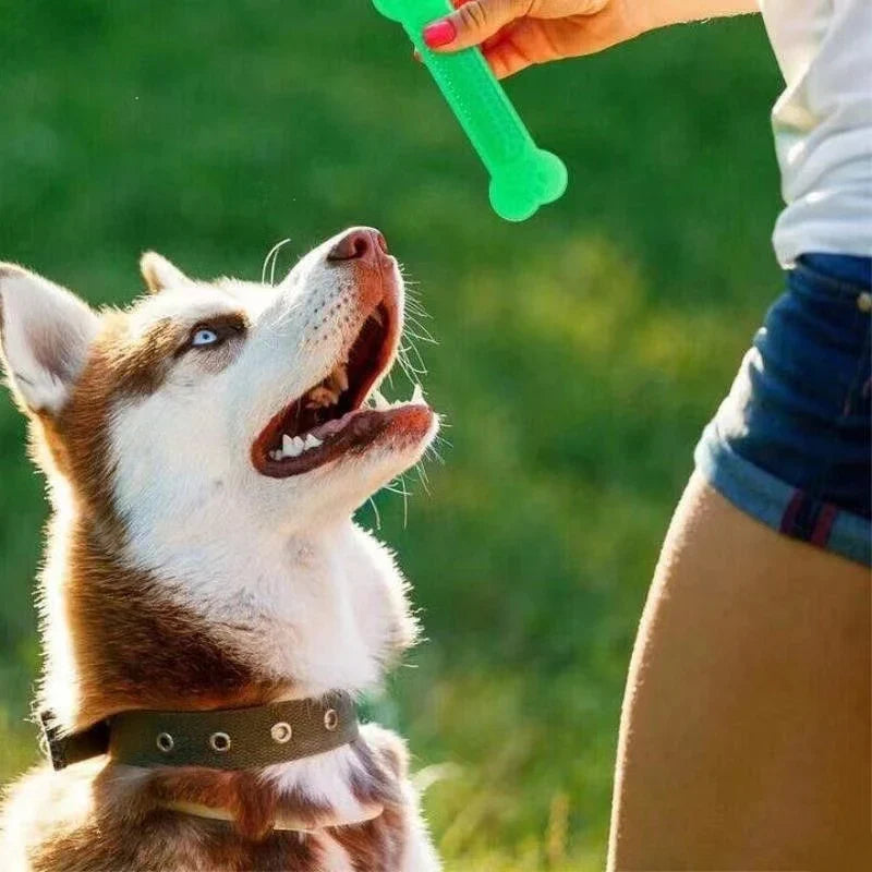 Hot Sale Pet Dog Chew Toys Rubber Bone Toy - MyPetDollar.com