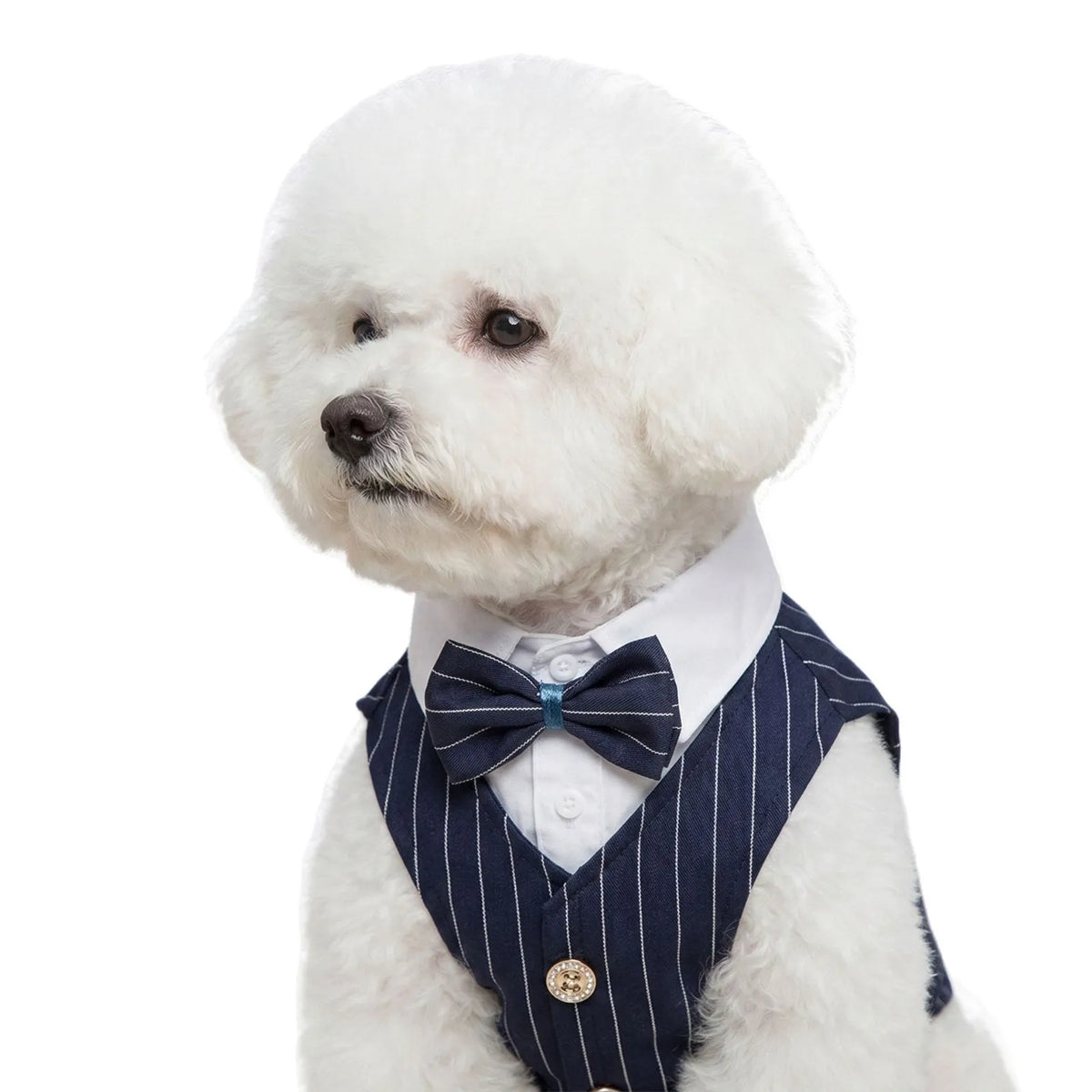 Pet Dog Teddy Small Dog Cat Spring and - MyPetDollar.com