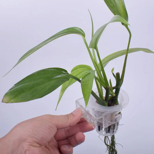 Aquatic Plant Hanging Holder Adjustable Fish - MyPetDollar.com