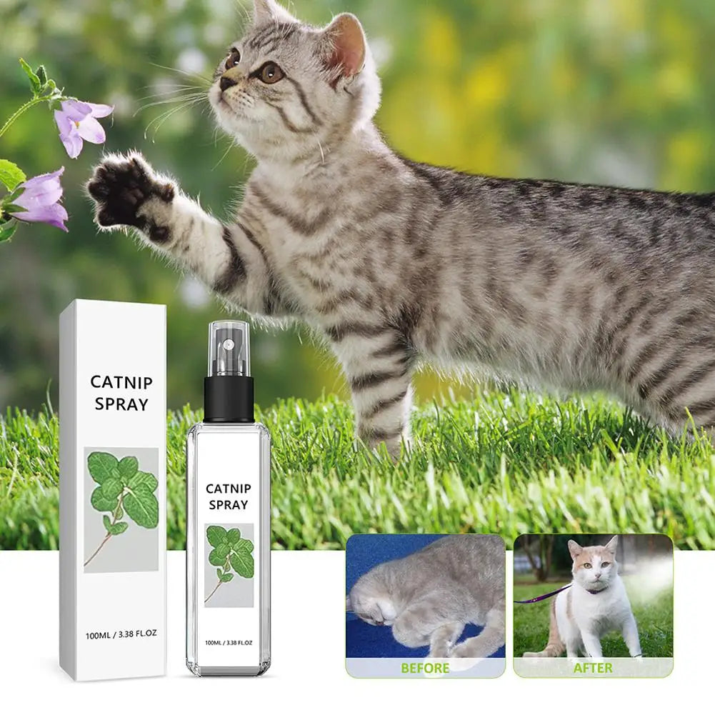 Cat Mint Spray Alleviates Cat's Anxiety and - MyPetDollar.com