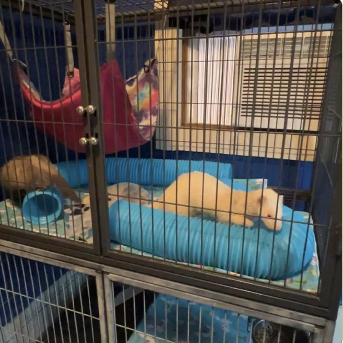 Hamster Tube Foldable Ferrets Training - MyPetDollar.com