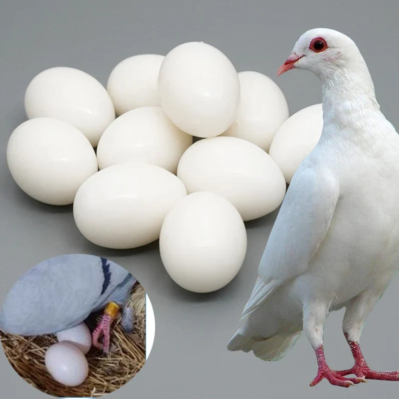10pc Pigeon False Eggs Filled Plastic - MyPetDollar.com