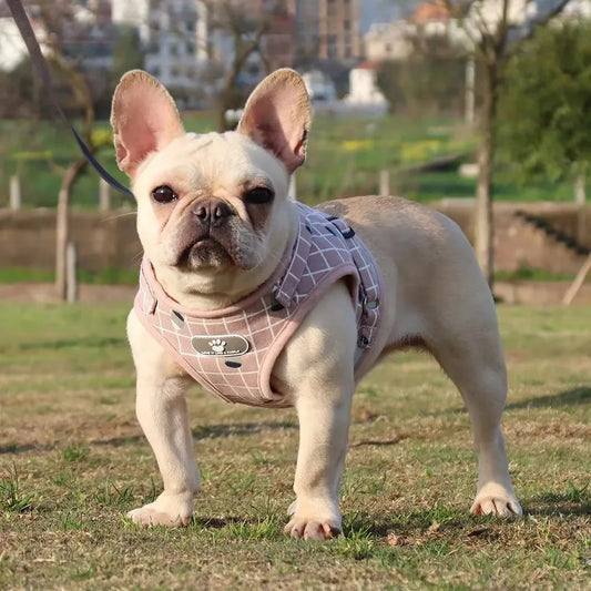 Reflective dog and cat harness and leash set