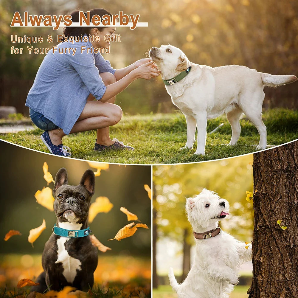 Personalized Nylon Dog Collar Adjustable Dog - MyPetDollar.com