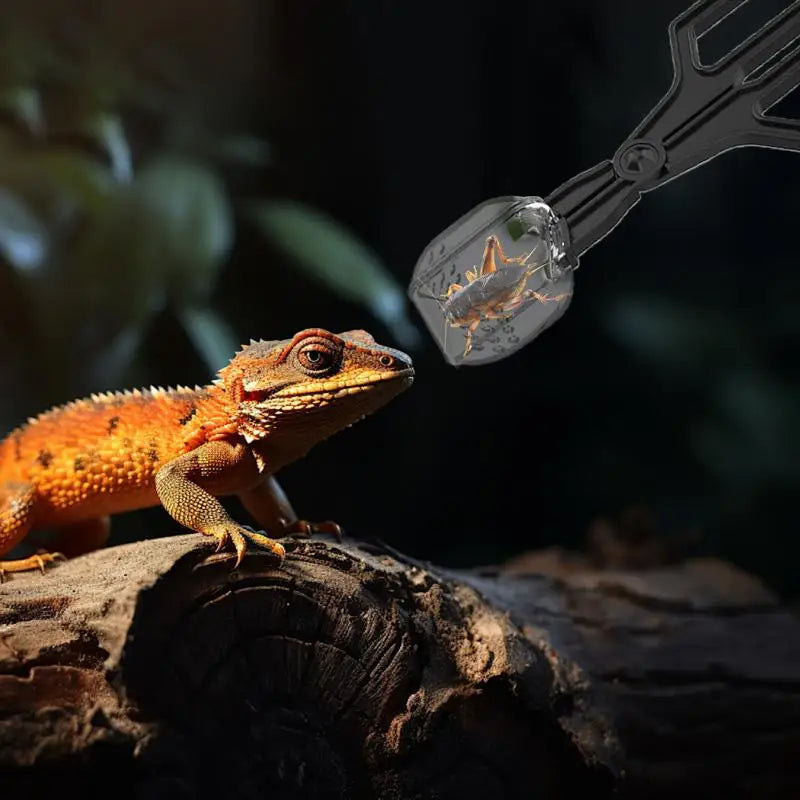 Crickets Feeder For Reptiles 3 Pieces Clip - MyPetDollar.com