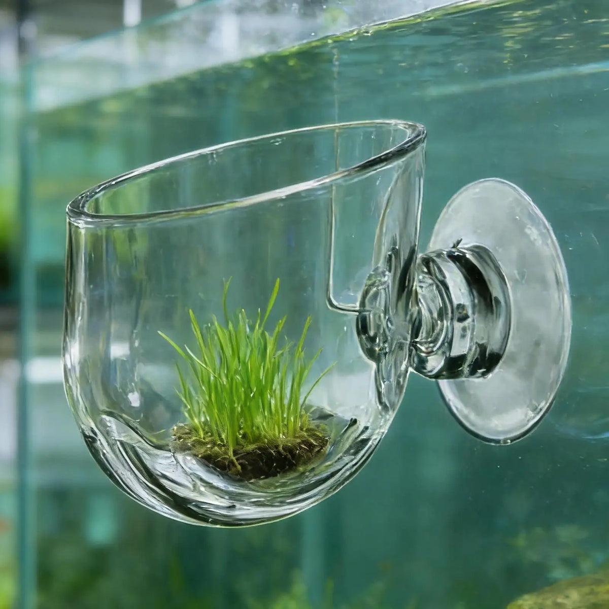 Acrylic Aquarium Plant Holder Clear Suction - MyPetDollar.com