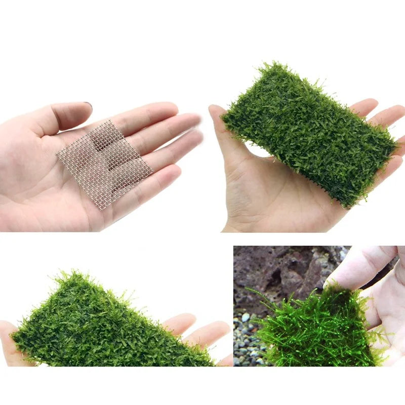 Aquarium Moss Tree Sponge Stainless Steel - MyPetDollar.com