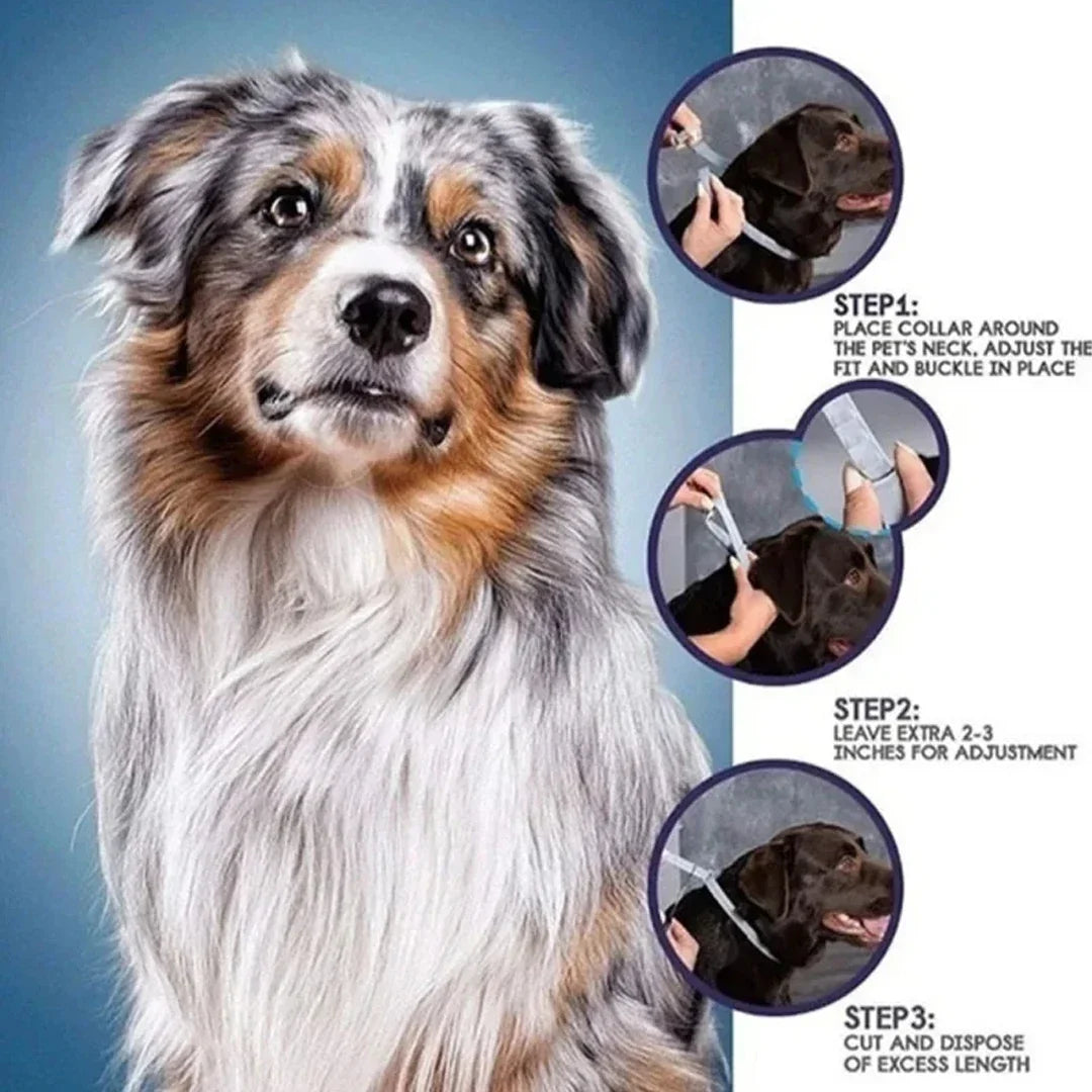 Dog Anti Flea And Tick Collars Pet 8 Month - MyPetDollar.com