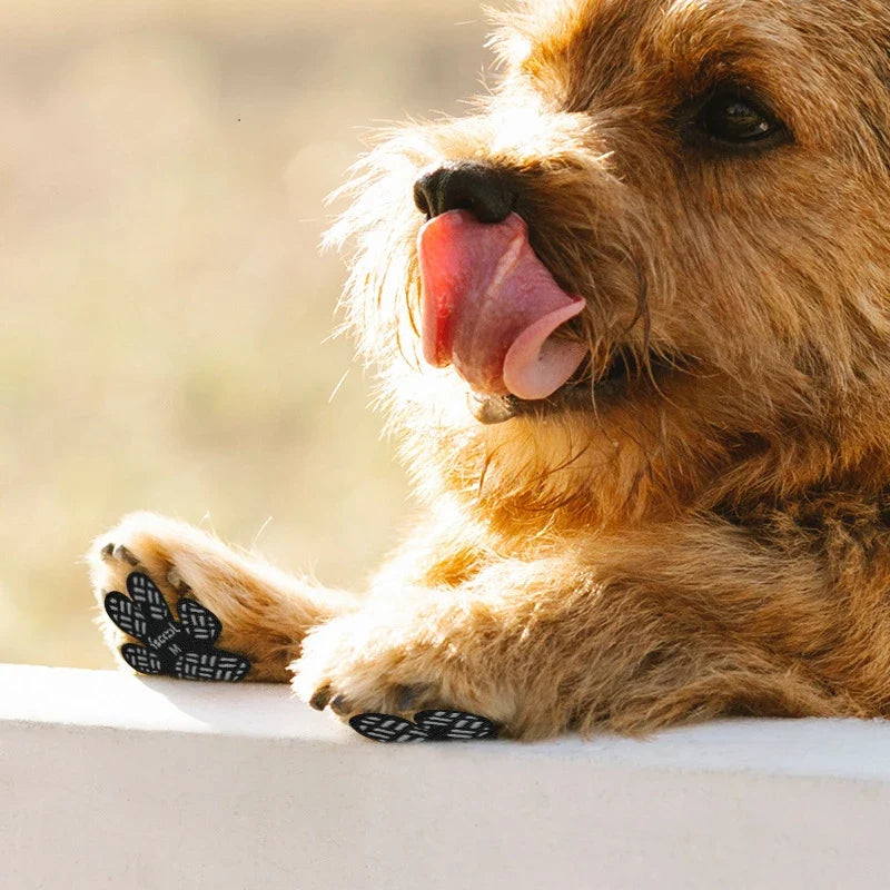 4-Pack Dog Paw Stickers For Outdoor Walking - MyPetDollar.com