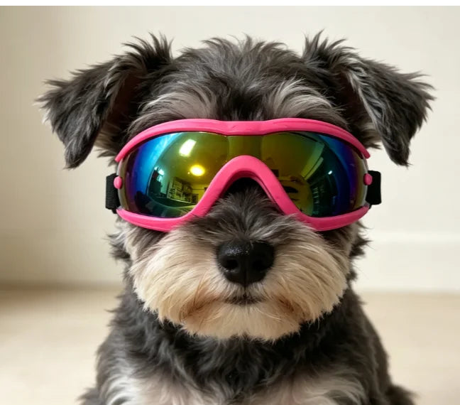 XS Maltese, Chihuahua, Yorkshire Terrier - MyPetDollar.com