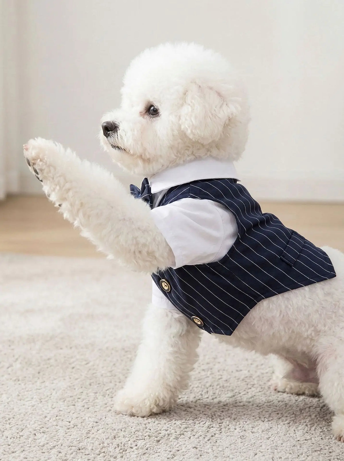 Pet Dog Teddy Small Dog Cat Spring and - MyPetDollar.com