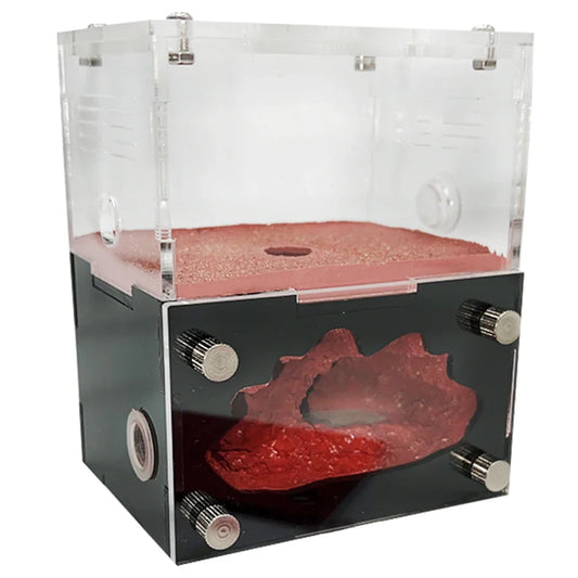 Acrylic Ant Farm Newbie The Concrete Ant - MyPetDollar.com