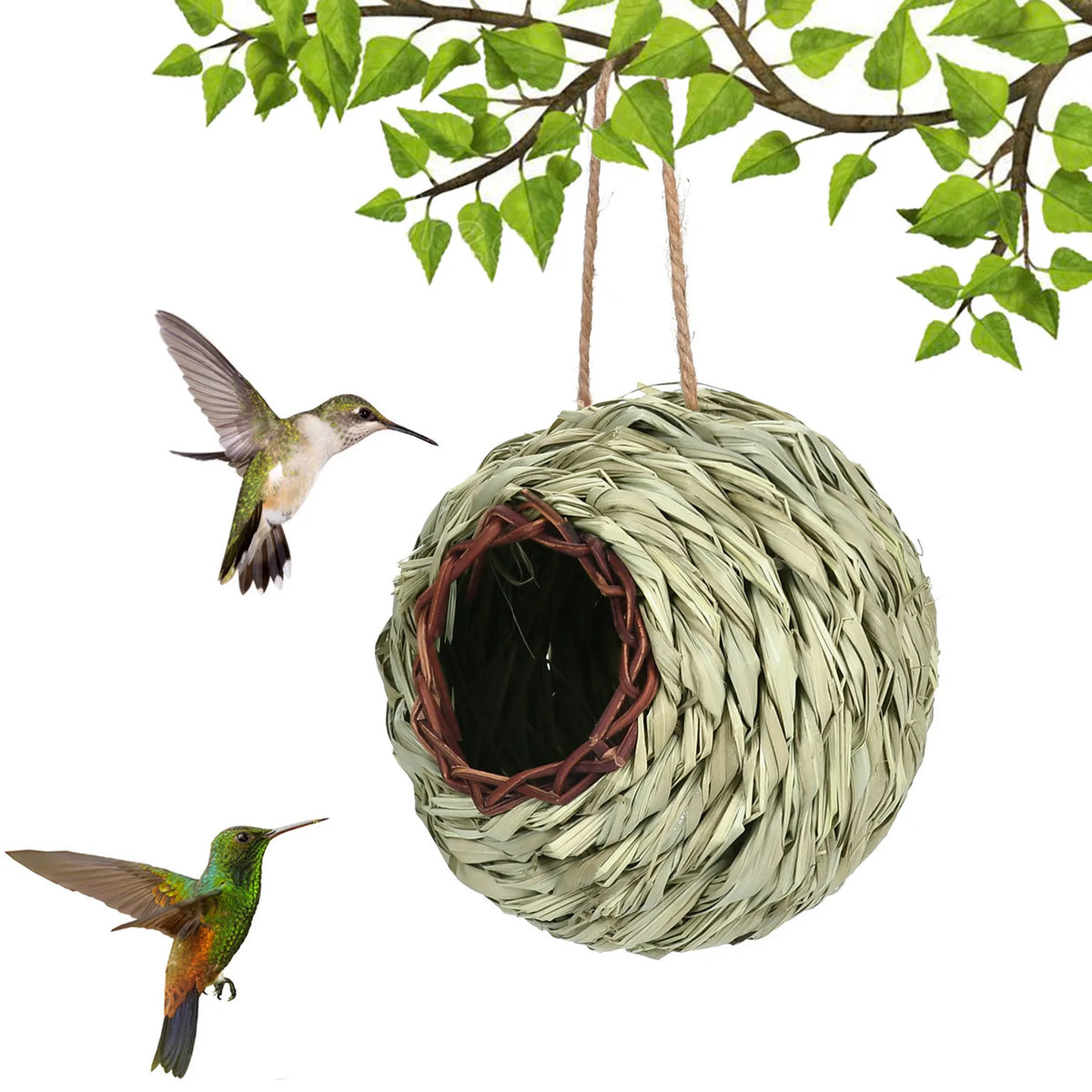 Transparent Design Parakeet Cockatiel Bird - MyPetDollar.com