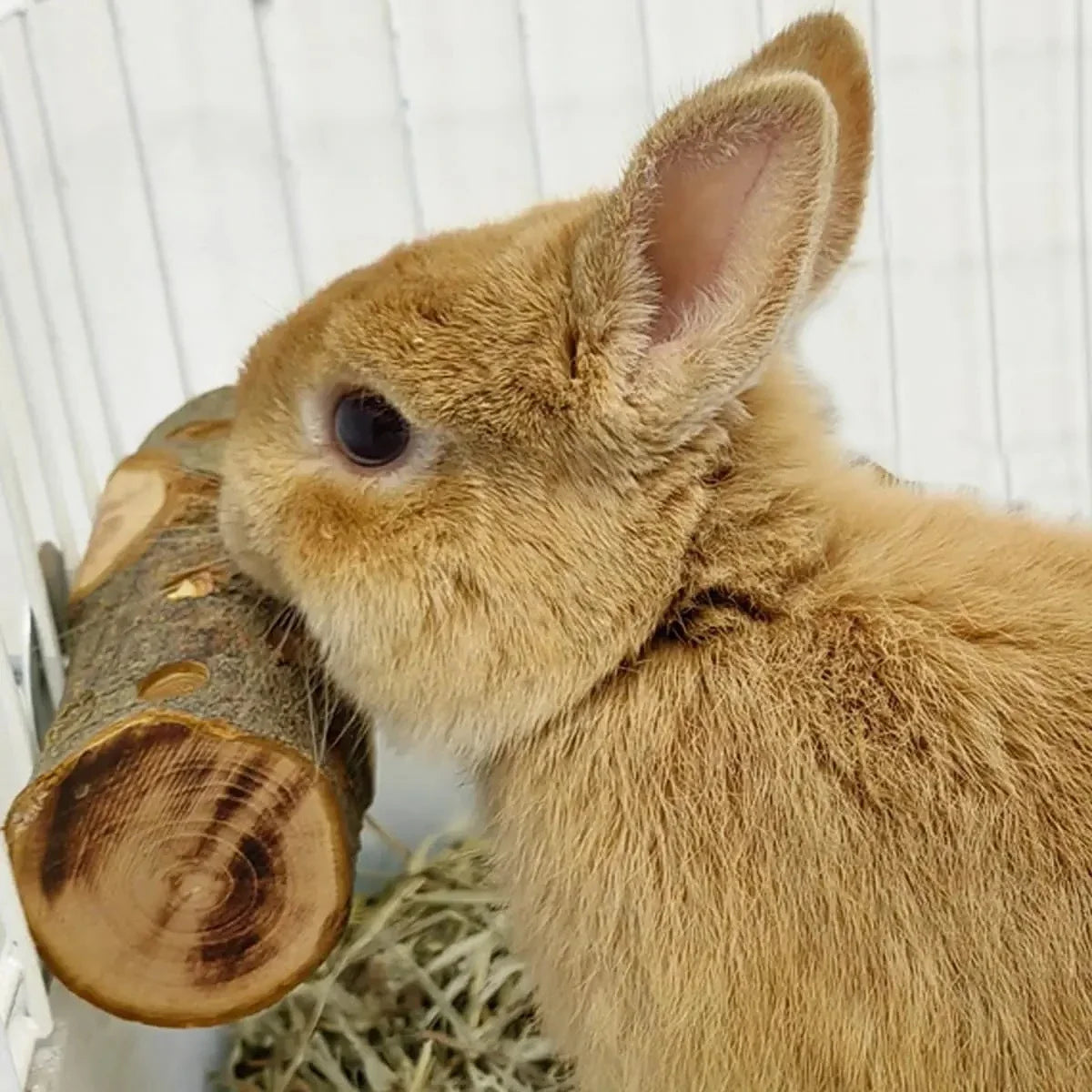 Small Animal Chew Toy Natural Apple Wood for - MyPetDollar.com