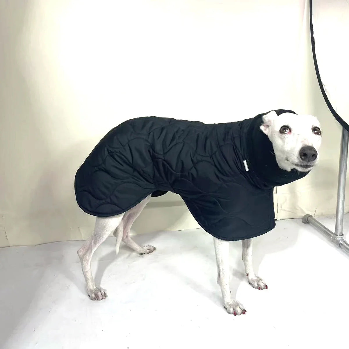 Winter Dog Outer Black Quilted Turtle Collar - MyPetDollar.com