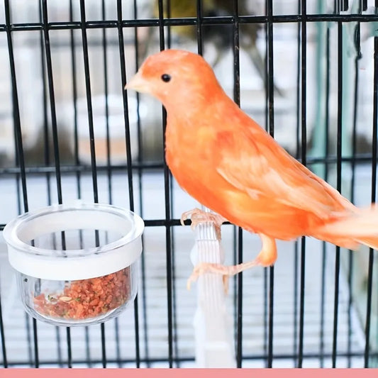 Bird Feeders Cup, Parrot Feed Box with - MyPetDollar.com