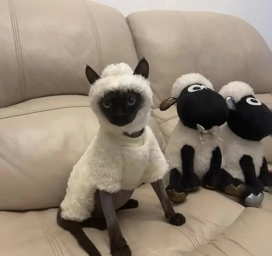 Hairless cat clothes autumn and winter - MyPetDollar.com