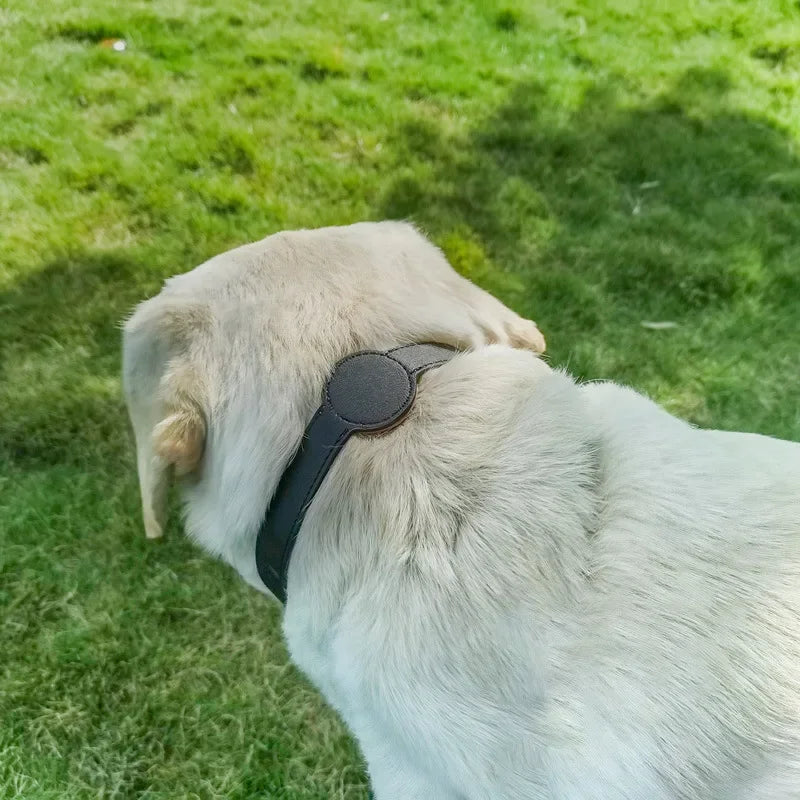 Leather AirTag Cat Collar-Non Breakaway - MyPetDollar.com
