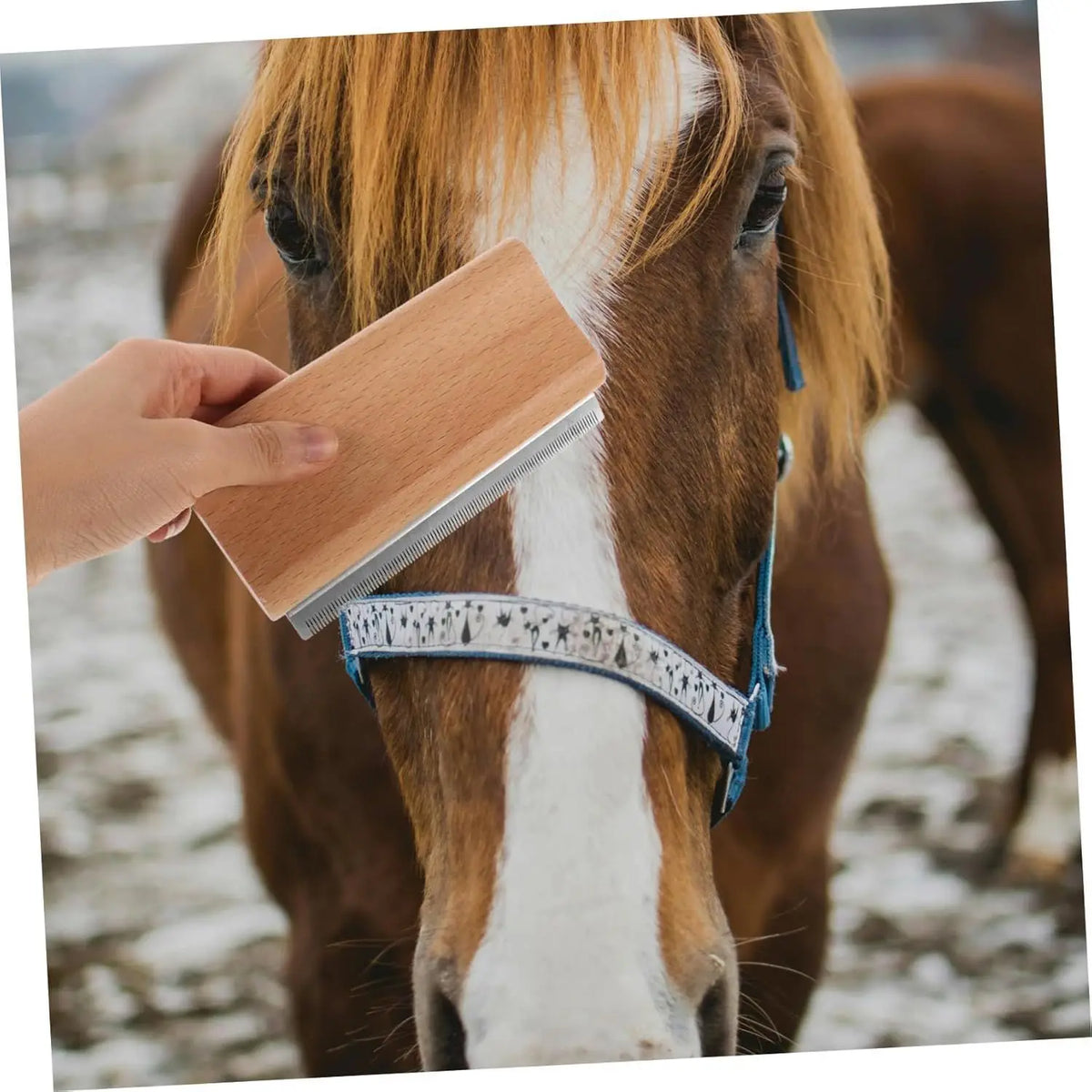 Wood Pet Grooming Brush Comb - Self Cleaning - MyPetDollar.com
