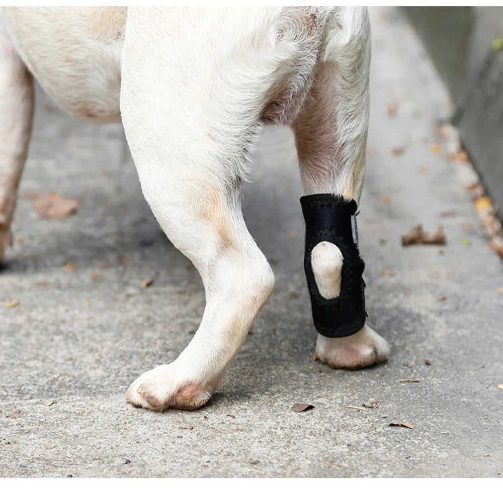 Updated Protects Bandage Dog Protector Cover - MyPetDollar.com