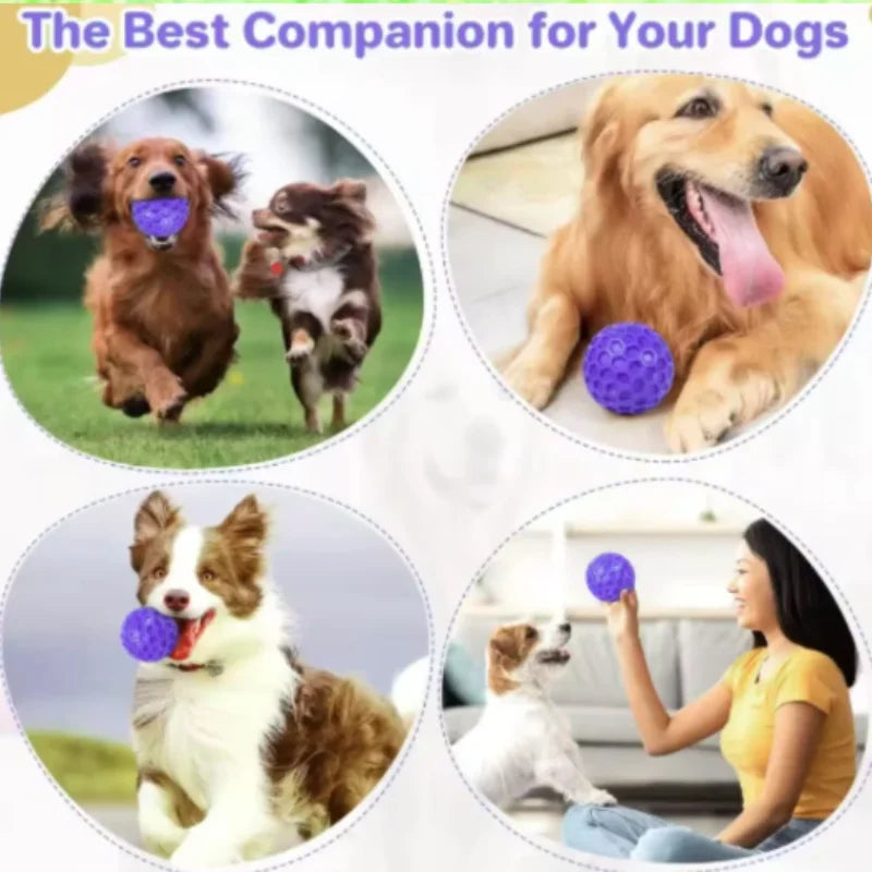New Dog Toys Bite Resistant Interactive - MyPetDollar.com