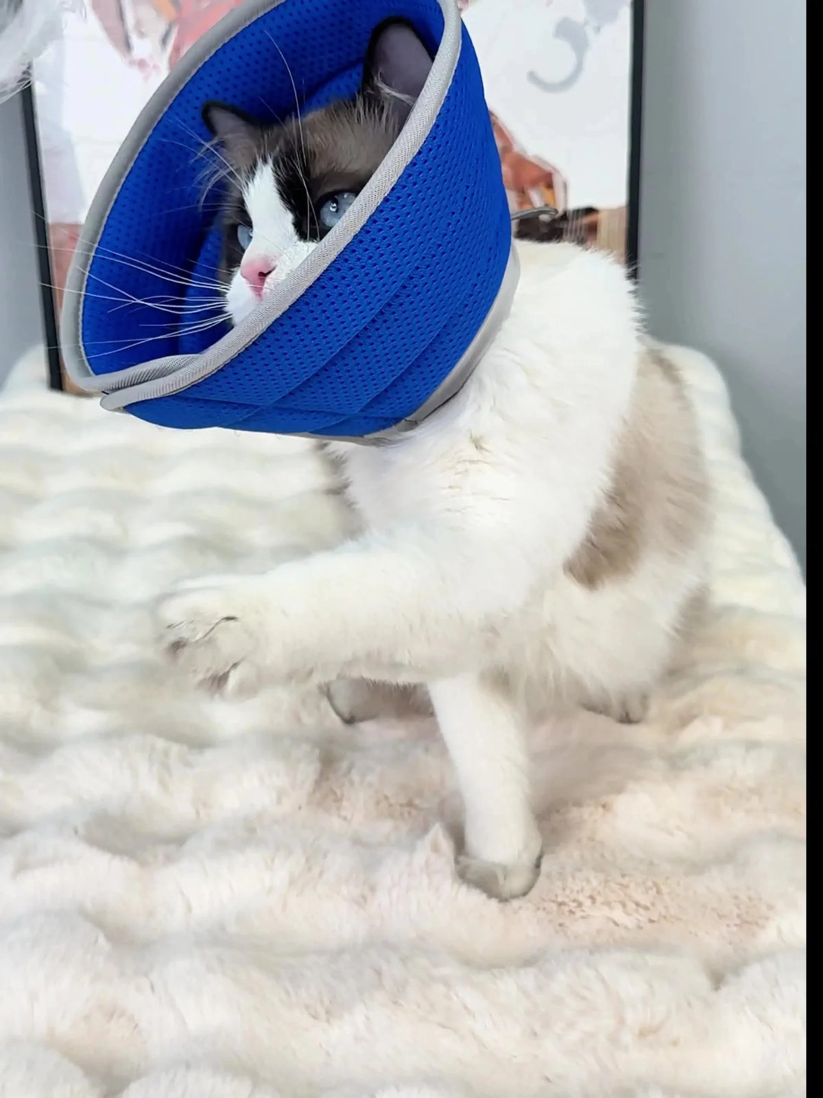 1PC Cartoon Pet Tapered Collar with - MyPetDollar.com