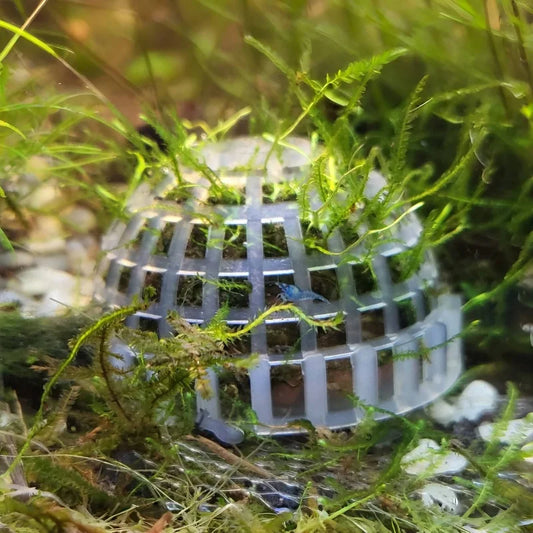 2pc Aquarium Moss Ball Holder, Fish Tank DIY - MyPetDollar.com
