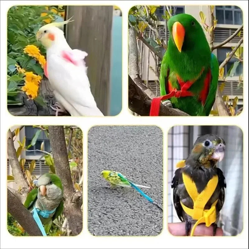 Birds Supplies Parrot Bird Harness Leash Set - MyPetDollar.com