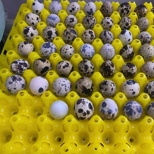 5Pcs Plastic Quail Egg Tray, Pigeon Egg - MyPetDollar.com