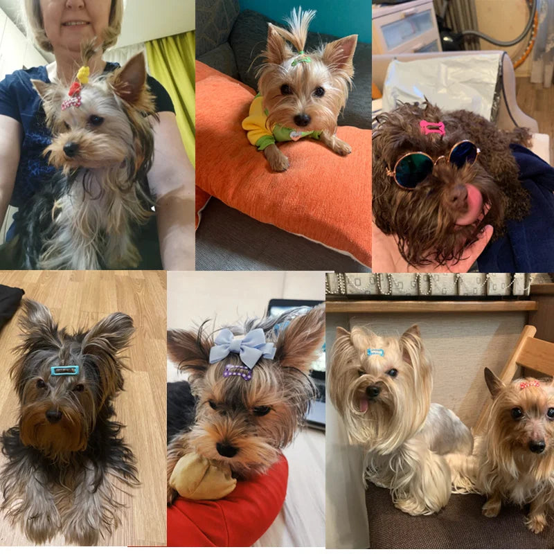 20Pcs/Lot Cute Pet Dog Hairpin Colorful - MyPetDollar.com