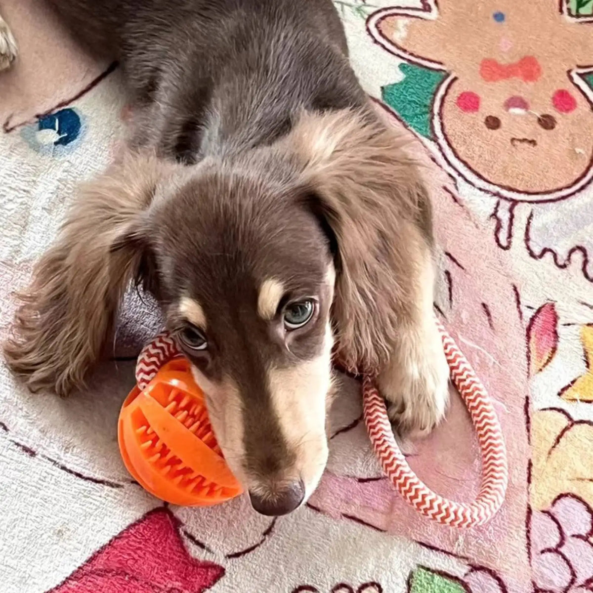 Pet Toy Dog Bite-Resistant Cotton Rope - MyPetDollar.com
