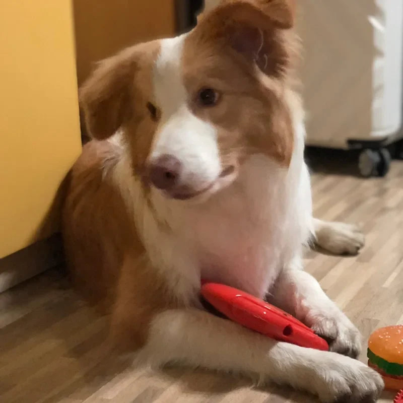 CAITEC Dog Toys Squeaking Foraging Disc - MyPetDollar.com