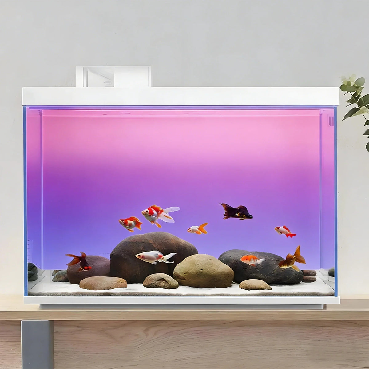 Pink Purple Gradient, Fish Tank Background - MyPetDollar.com