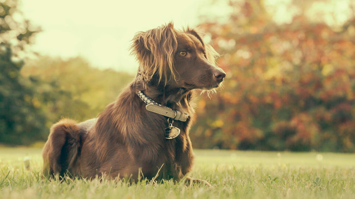 Happy dog and cat – MyPetDollar