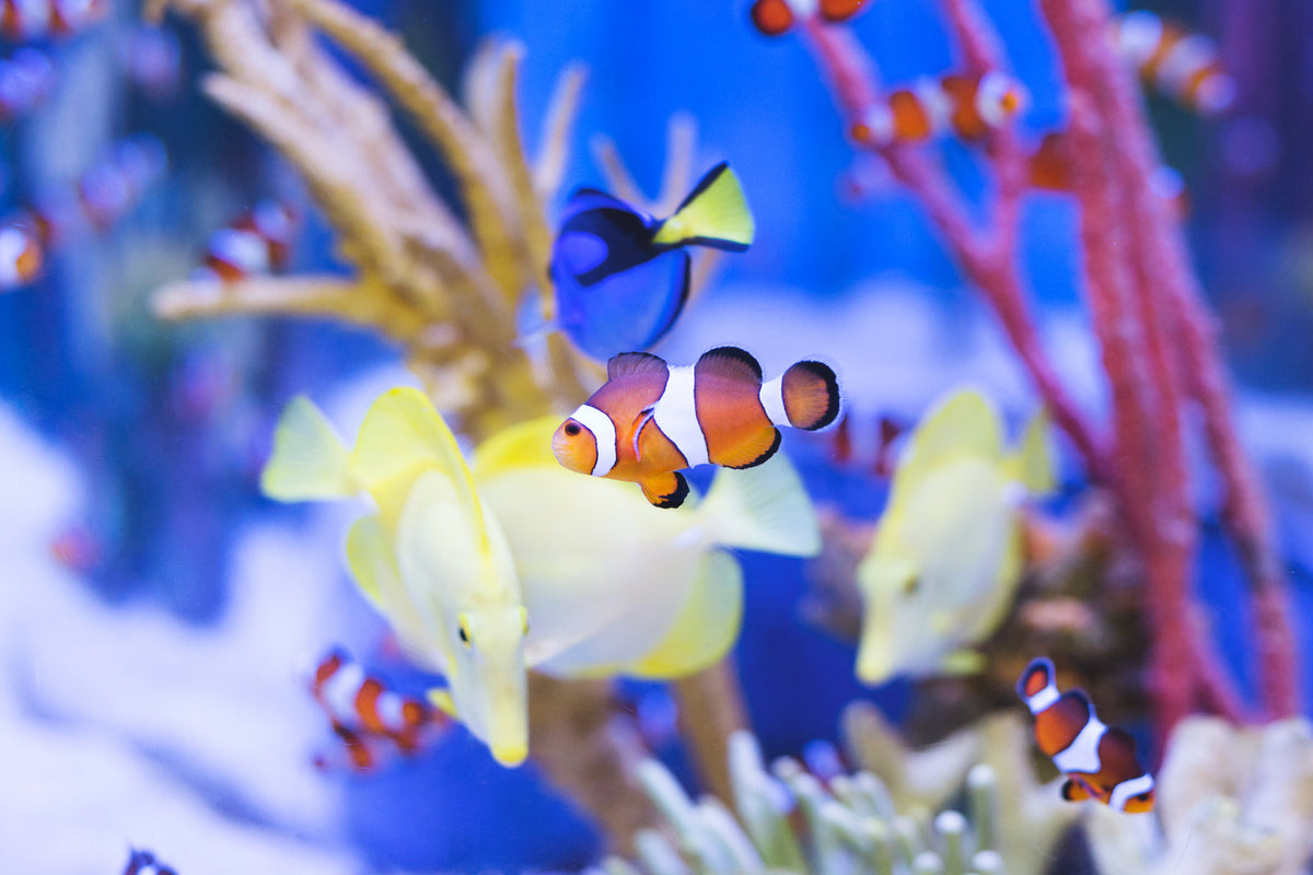Clownfish swimming in a colorful aquarium