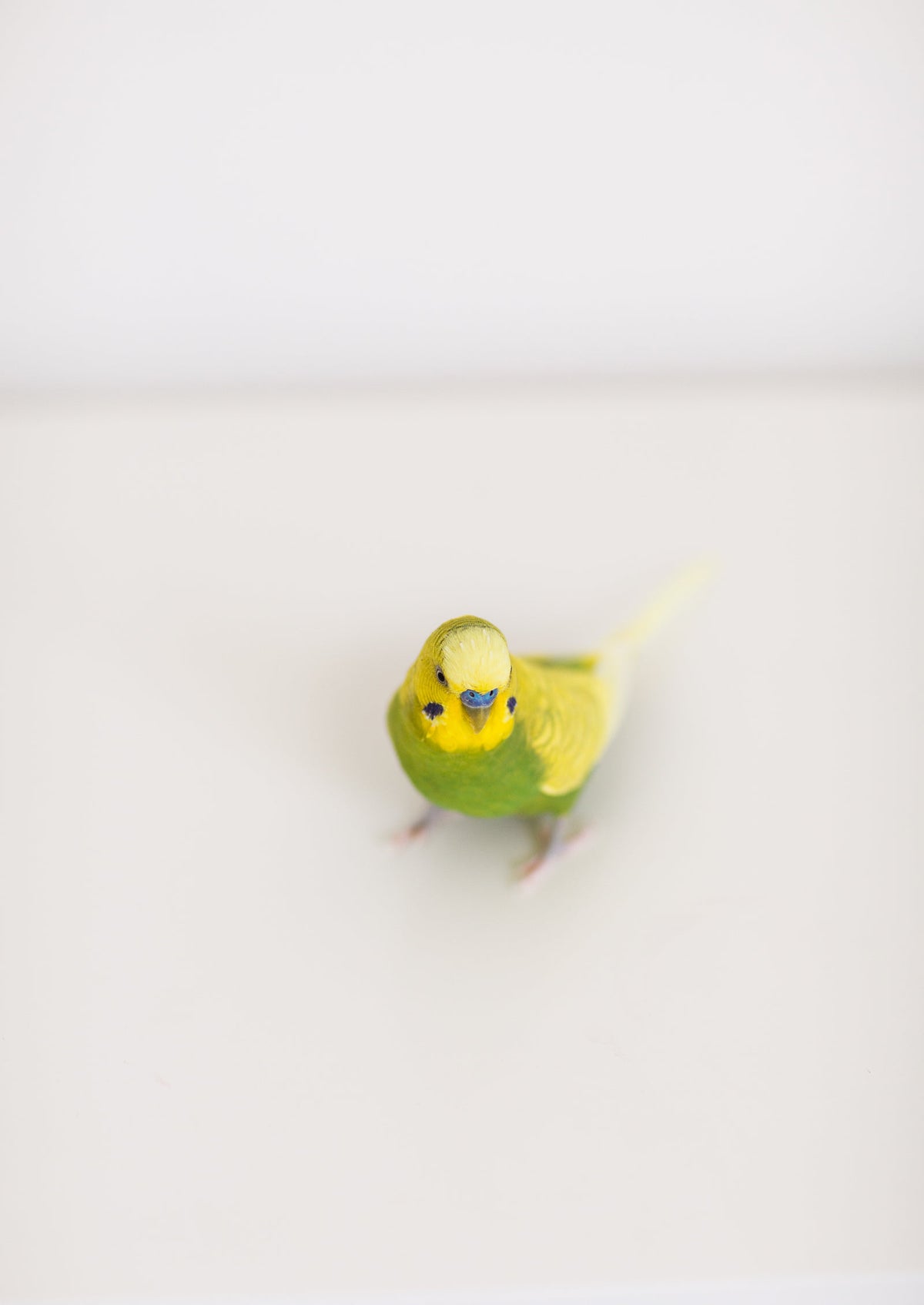Green budgie parakeet on a white background