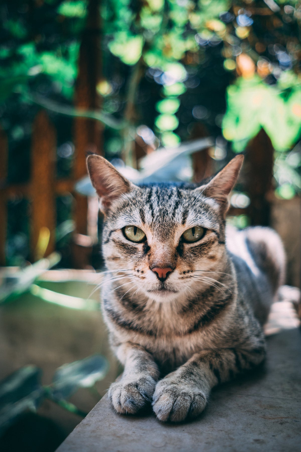 Tabby cat looking at the camera