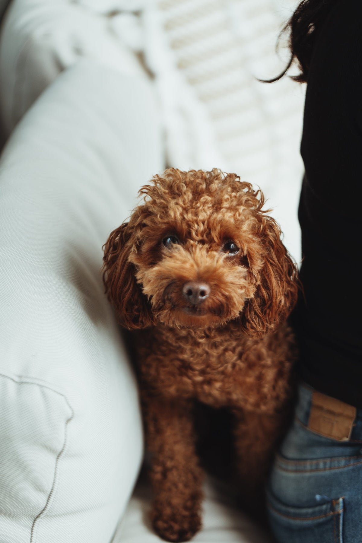 Curly brown puppy looking at the camera