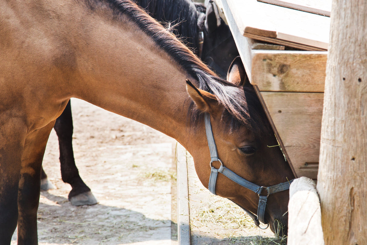 Brown horse wearing a halter