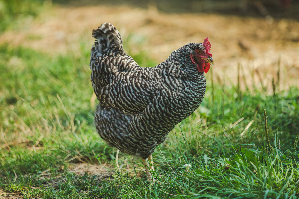Chicken standing in the grass on a farm