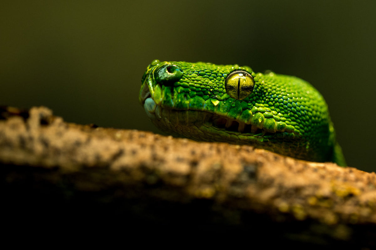 Green snake resting on a branch