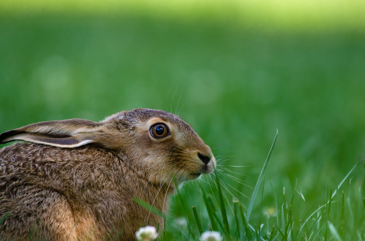 Brown rabbit sitting in green grass